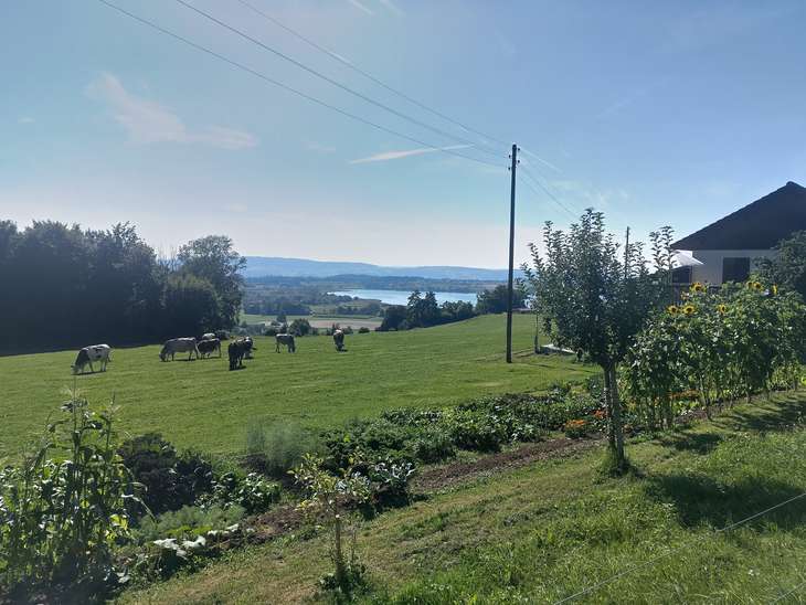 kühe_see.jpg